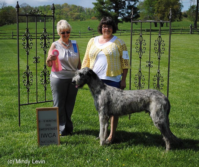 6-9 Month Dog: Steppin'Wolf's Thunder Drum