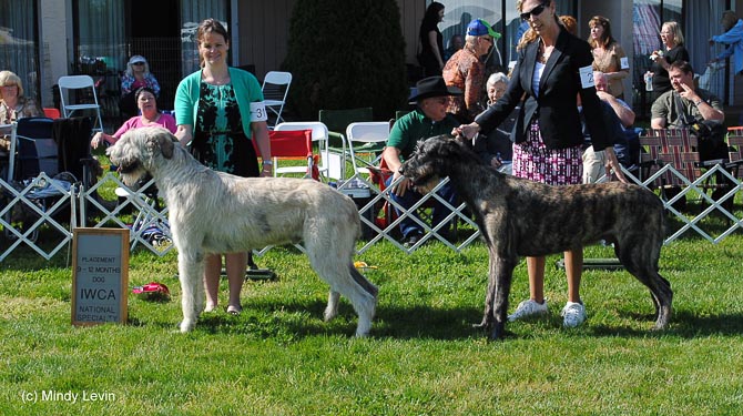 9-12 Month Dog, Other Placements: 2. Wildisle Brie Taurus 3. Rohan Now You See Me