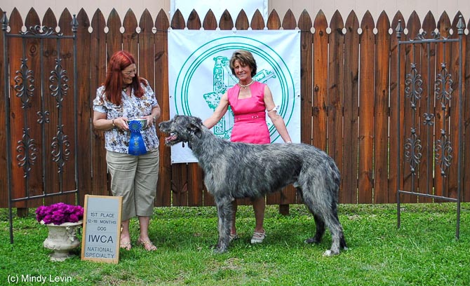 12-18 Month Dog: Pinehurst Stuart