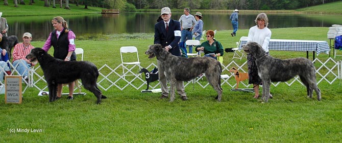 15-18 Month Bitch, Other Placements: 2. Jeepers of Aerie 3. Mor Regal War Admiral of Elkhorn 4. Mor CadenceWar Dance of Elkhorn