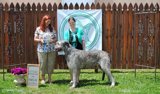 American Bred Dog: Fitzarran Dunmadadh Padraic Brie Quinn
