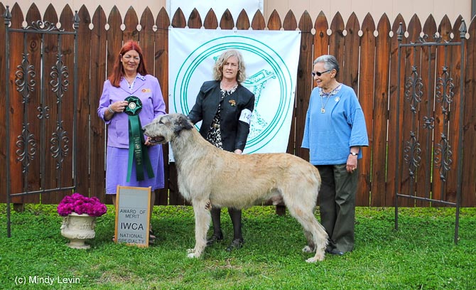 GCH Taliesin's Willow's Glympse