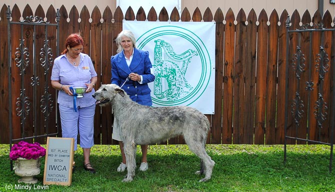 Bred-By Exhibitor Bitch: St Leger Nassau