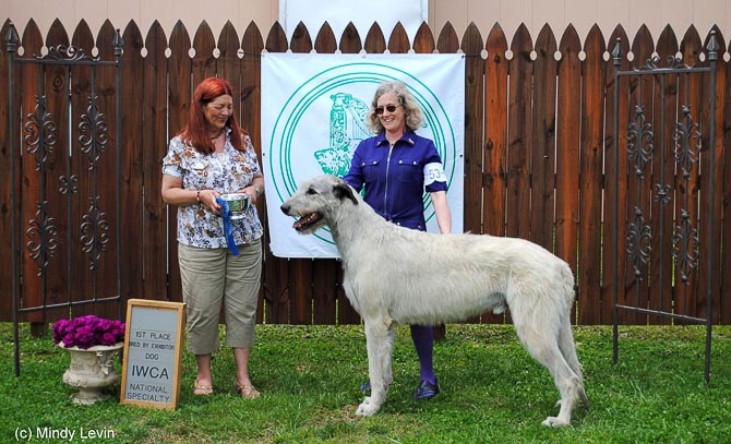 Bred-By Exhibitor Dog: Taliesin's Dea-Mhiotail