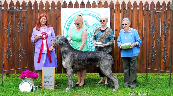GCH Limerick Frosty the Showman