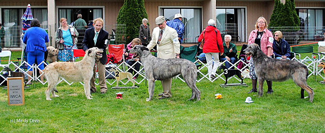 Novice Bitch, Other Placements: 2. Lonnkyle Phidelity 3. Maccaura Slaine Winter Storm 4. Sylverwolf Ginger Snap