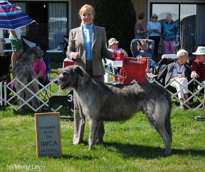Novice Dog, Other Placements: 2. Lord Killian of Taryn Preston