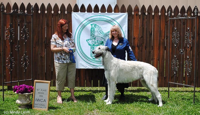 Novice Dog: Taliesin's Realta Gheal I Bodach