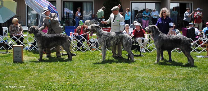 Open Dog, Other Placements: 2. Windseeker Broker 3. MacCaura Art 4. Taliesin's Realtbhuion