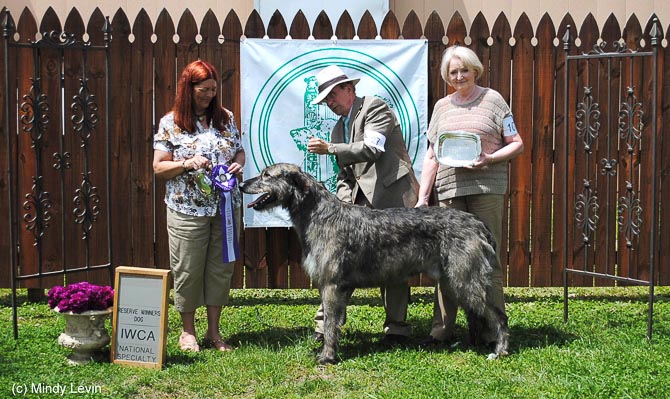 Reserve Winners Dog: Windseeker Broker