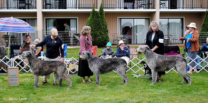 Veteran Bitch, Other Placements: 2. CH Wildisle Spicemate Charmer CGC 3. CH Ard Rhi's Calida of Castlemaine 4. GCH Catlemaine Cill Chuillinn Morgan