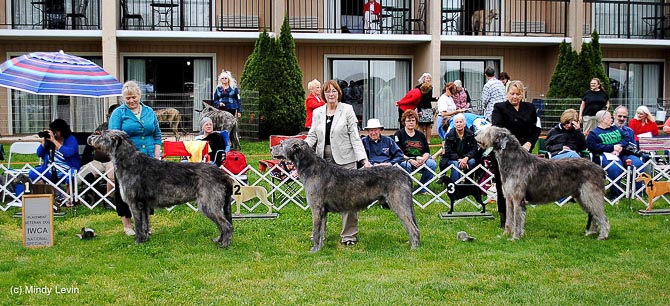Veteran Dog, Other Placements: 2. CH Caraglen Berwyck True Lies 3. DC Taliesin's Wizard of Wideview, FCH, LCX, MC, SGRC, CGC, JOR, VC 4. GCH Garlow None-Such of Eagle, CGC