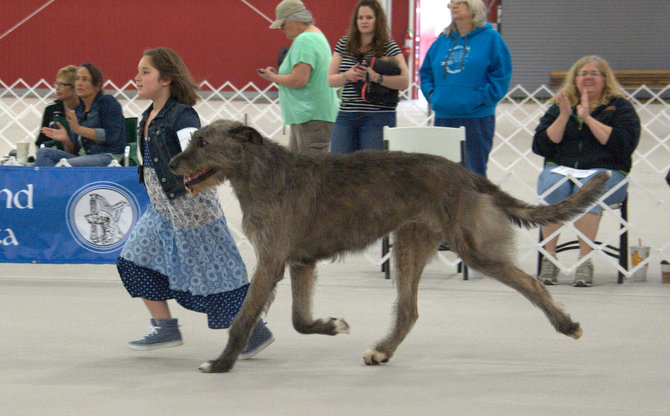 Junior Handler Zion Zantha Star Mitchell