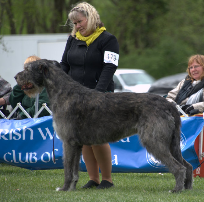 CH Shellane Branniff with Tina Berry in BOB Class