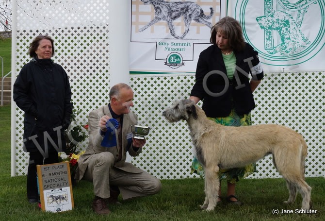 6-9 Month Bitch: HIGHGATE'S EIREEN OF CILL CHUILLINN