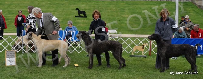 6-9 Month Bitch, Other Placements: 2. HIGHGATE'S ZIVA OF CILL CHUILLINN 3. TARYN HENLEY OF PINEHURST 4. PINEHURST STING