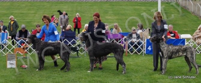 6-9 Month Dog, Other Placements: 2. PINEHURST NASH OF TARYN 3. STARKEEPER'S STORM STRYKER 4. PINEHURST ARLO OF POETRY