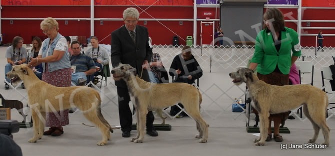 6-9 Month Bitch, Other Placements: 2. FLEETWIND CARROY DARA 3. HIGHGATE'S ZIVA OF CILL CHUILLINN 4. HIGHGATE'S EIREEN OF CILL CHUILLINN