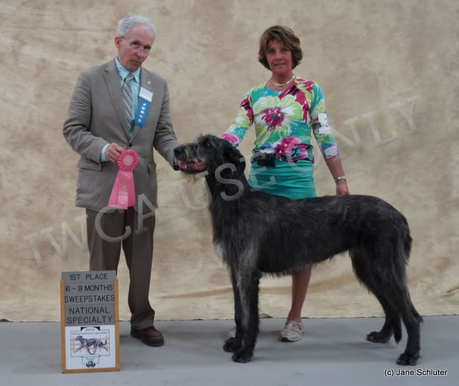 6-9 Month Bitch: TARYN HENLEY OF PINEHURST