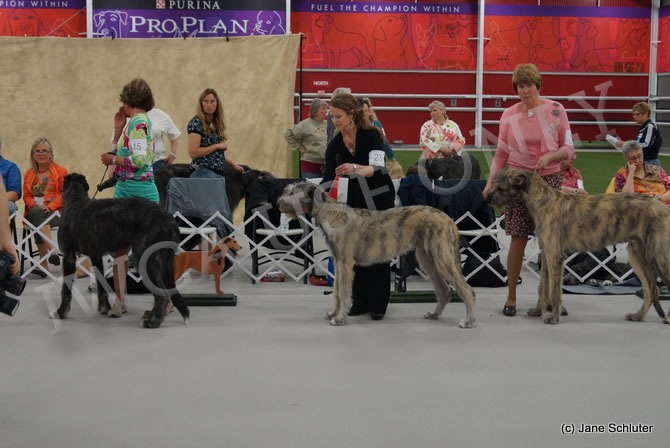 6-9 Month Dog, Other Placements: 2. PINEHURST NASH OF TARYN 3. HIGHGATE'S JUDD OF ONEONTA 4. ZAJACZ FHLANNCHAIDH MACBAIRD