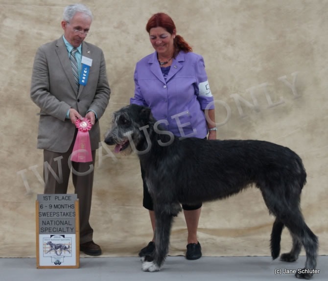 6-9 Month Dog: STARKEEPER'S STORM STRYKER