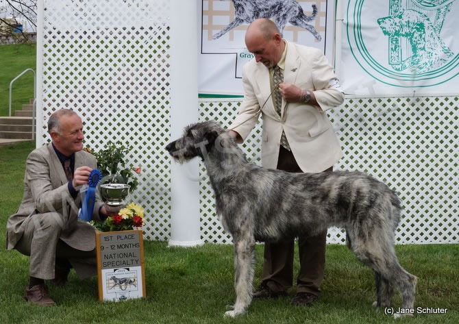 9-12 Month Bitch: DUN MYRICA MABELLINE OF EAGLE