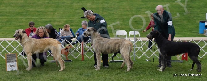 9-12 Month Bitch, Other Placements: 2. TALIESIN'S RUADHOIGH 3. TRALEN'S UNSINKABLE MOLLY BROWN 4. ARMAITIU CORCRAGAEL MAIRE KATLYN DUB