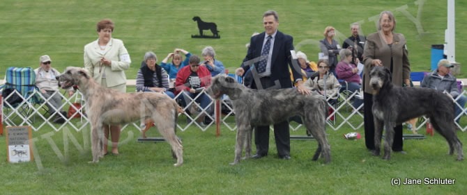 9-12 Month Dog, Other Placements: 2. TRALEN'S WEST SIDE STORY 3. TRALEN'S YOU'RE A GOOD MAN 4. ARMAITIU CORCRAGAEL MOZART