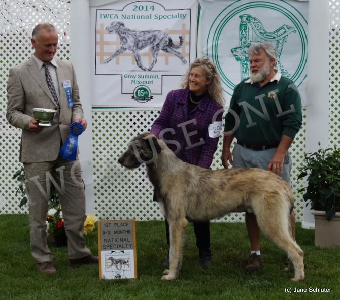 9-12 Month Dog: TALIESIN’S RHIONGANEDD