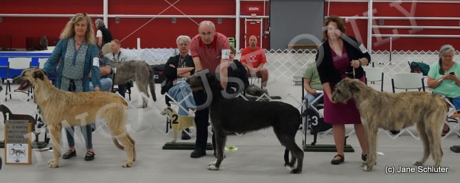 9-12 Month Bitch, Other Placements: 2. TALIESIN'S RUADHOIGH 3. ARMAITIU CORCRAGAEL MAIRE KATLYN DUB 4. TRALEN'S UNSINKABLE MOLLY BROWN