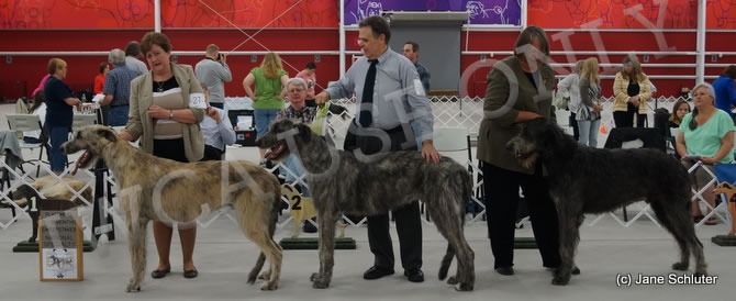 9-12 Month Dog, Other Placements: 2. TRALEN'S WEST SIDE STORY 3. TRALEN'S YOU'RE A GOOD MAN 4. ARMAITIU CORCRAGAEL MOZART