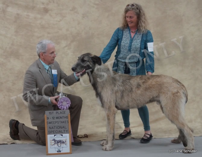 9-12 Month Dog: TALIESIN'S RHIONGANEDD