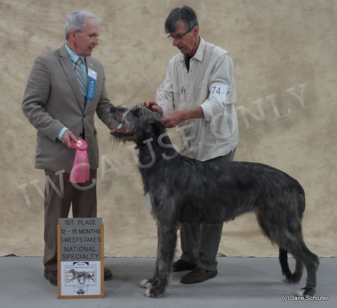 12-15 Month Bitch: CASTLEMAINE HEY LOLLIE LO