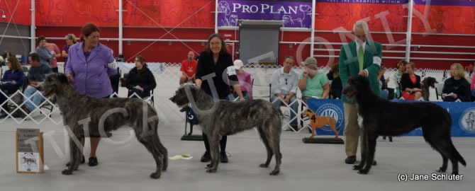 12-15 Month Bitch, Other Placements: 2. STARKEEPER RENA'S ROGUE 3. EIRIAN'S QUEEN OF THE WORLD 4. LISMORE STONEYBROOK ROXIE HART