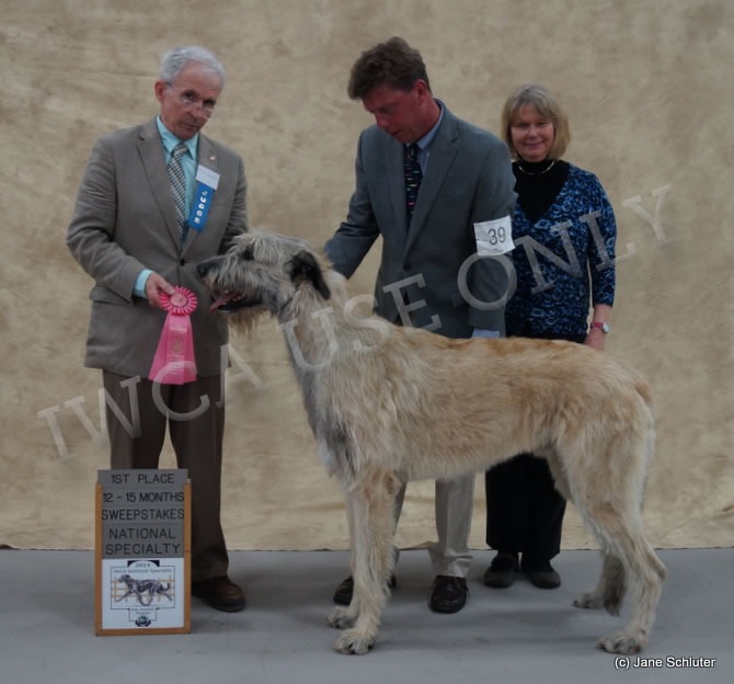 12-15 Month Dog: HOUND HILL VANDERBILT OF AERIE