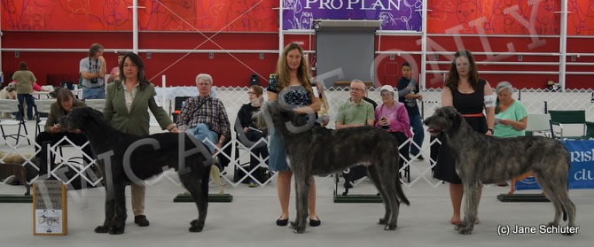 12-15 Month Dog, Other Placements: 2. GEMINI'S YOU'VE GOT A FRIEND IN ME 3. GEMINI'S FRIENDLY AFFAIR 4. EIRIAN PADRAIC BRIE QUICK DRAW MARCO