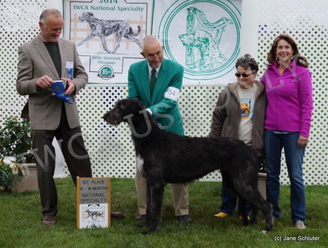 12-18 Month Bitch: LISMORE STONEYBROOK ROXIE HART