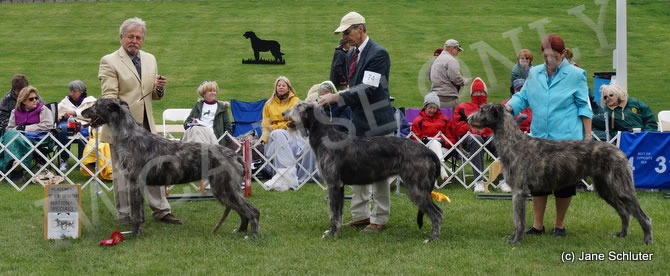 2. NIGHTWING'S SILENT SCREAM 3. CASTLEMAINE HEY LOLLIE LO 4. STARKEEPER RENA'S ROGUE