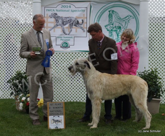 12-18 Month Dog: HOUND HILL VANDERBILT OF AERIE