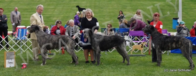 12-18 Month Dog, Other Placements: 2. NIGHTWING'S SILENCER 3. NIOBRARA'S ROBBIE MACKINNON OF BRAVEHEART 4. GEMINI LAUREL FRIENDS IN LOW PLACES