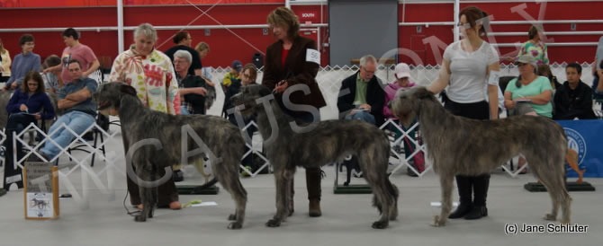 15-18 Month Bitch, Other Placements: 2. NIOBRARA MAUD GONNE 3. NIGHTWING'S BOONDOCKS DEUCES WILD 4. STARKEEPER LAISLINN ON THE EDGE OF GLORY