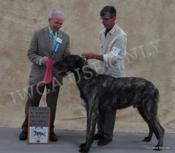 15-18 Month Dog: NIOBRARA AND ALL THAT JAZZ AT CASTLEMAINE