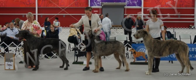 15-18 Month Dog, Other Placements: 2. NIOBRARA'S ROBBIE MACKINNON OF BRAVEHEART 3. LARGH PAH GOLDEN TICKET TO OAKRIDGE 4. SYLVERWOLF GRADY GLASGLAENN