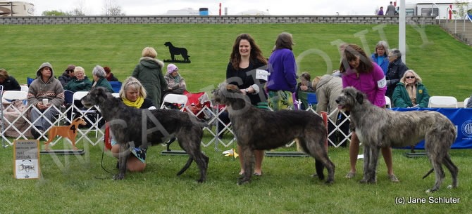American Bred Bitch, Other Placements: 2. July Of Aerie 3. Riversong Smoke And Mirrors Of Legacy 4. Glendalough's Malted Barley