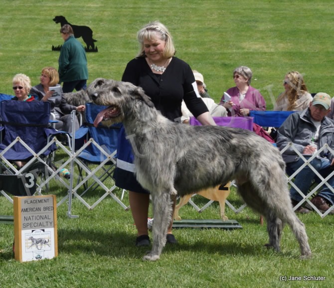 American Bred Dog, Other Placements: 2. MACCAURA ART