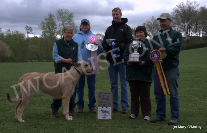ASFA Best of Breed: “Ruby” – CH Fleetwind Culcara Rubee Tuesday