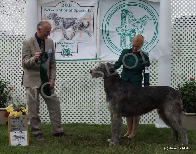 GCH LIMERICK FROSTY THE SHOWMAN