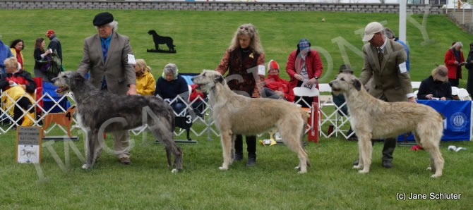 Bred-By Exhibitor Bitch, Other Placements: 2. ROCKHART OKELANI 3. TALIESIN'S SPRIOLAG 4. HOUND HILL VALE OF AERIE