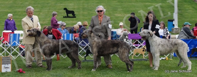 Bred-By Exhibitor Dog, Other Placements: 2. NIGHTWING'S CONSPIRACY 3. ROCKHART TREASON 4. WILDISLE BRIE TAURUS