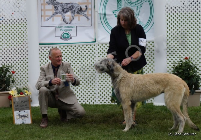 Best Puppy 6-9 Months: HIGHGATE'S EIREEN OF CILL CHUILLINN
